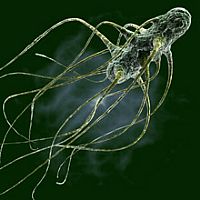 מחקר חדש: מניעת-התנחלות בין זני סלמונלה