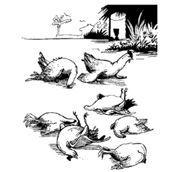 ניוקסל בעופות נוי