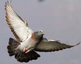 נגיף ה-H7N9 בודד בסין מיונים