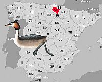 ספרד: דיווח ראשון על H5N1