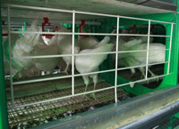 ועדת החינוך של הכנסת דנה היום בתקנות צער בע"ח (הגנה על בע"ח)(גידול מטילות והחזקתן), התש"ע-2010