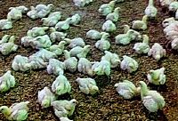 ניקרבזין ותמותות גבוהות בפטמים