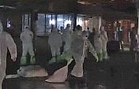 סין: השמדה של עופות בעקבות ממצאי H7N9