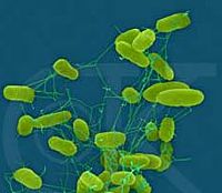 סלמונלה אנטריטידיס בלהקות פרגיות קלות