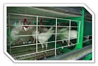 לול מטילות ביצי מאכל בסטנדרט אירופאי