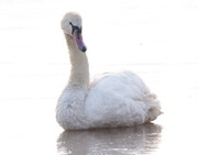 שבדיה: אבחון של נגיף שפעת העופות H5N8 בברבורים