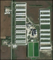 מיליוני מטילות יושמדו בעקבות אירוע שפעת עופות