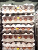 מקור נגיף שפעת העופות H5N8 בדרום קוריאה, ככל הנראה מעופות בר