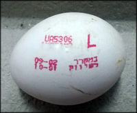 סלמונלה אנטריטידיס בביצי יבוא מאוקראינה