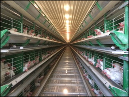 פריצה לחוות מטילות במרכז הארץ