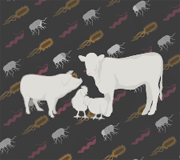 פתוגנים מגיחים וחדשים בבשר ובעופות