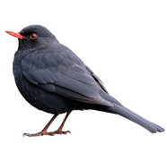 העדנה לה זוכים נגיפי פלבו