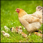 מטילות (או ביצי) חופש - עד כמה הצרכן יודע?