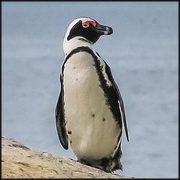 דרום אפריקה: פינגווינים נדבקו בנגיף שפעת העופות