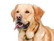 כלבים ובשר עוף נא: מחקר חדש מגדיר סיכון גבוה לשיתוק