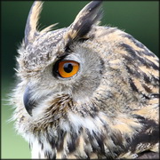 אבחון ראשון של H5N8 לשנת 2018