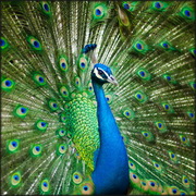 תמותה נרחבת של טווסים בפקיסטאן