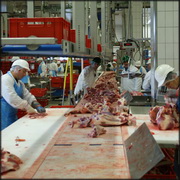 קורונה ועובדי תעשיית העופות