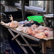 סין תסגור את שווקי העופות החיים