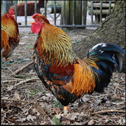 עופות חצר ונוי בישראל