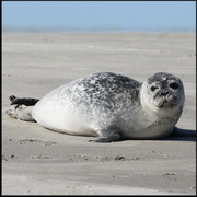 H5N8 בכלבי ים ושועל מצוי