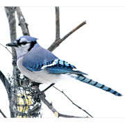 תמותה נרחבת של ציפורי שיר בארה"ב