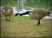 ניו-זילנד: תכנית בקרת אוכלוסיית האווזים