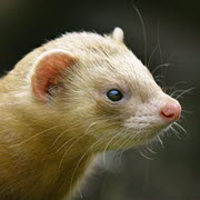 ספרד: נגיף שפעת עופות אובחן בחוות חורפנים