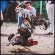 קרבות תרנגולים בישראל