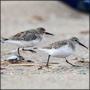 שפעת עופות בציפור בר