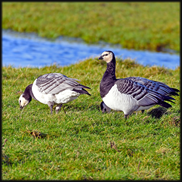 האם תמותת העגורים החריגה היא מופע ייחודי לישראל?