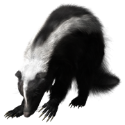 קנדה: שפעת עופות בבואשים