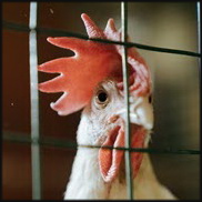 תקנות רווחת המטילות: האם הן מגדירות סוף לכלובי הסוללה תוך 3 שנים?