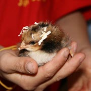 מגע עם עופות חצר, הסיבה להתפרצות סלמונלה באוסטרליה