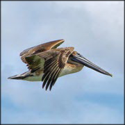 שפעת עופות בהונדורס