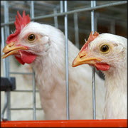 שלוחת ההטלה בארה"ב