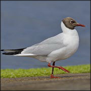 שפעת עופות: דצמבר 2022-מרץ 2023