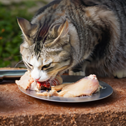 מה מקור ההדבקה ב-H5N1 של החתולים בפולין?