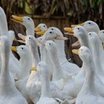 צרפת: בתחילת אוקטובר יתחיל מבצע חיסון שפעת עופות