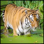 ויטנאם: תמותת טיגריסים בגני חיות משפעת עופות