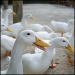 צרפת: שפעת עופות בלהקת ברווזים מחוסנת