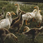 בריטניה: קנס לחקלאי שהפר הנחיות במהלך התפרצות שפעת עופות