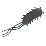 מחקר פיני: יעילות תרכיבי א.קולי בלהקות רביה