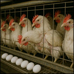 הארכת תוקפן של תקנות צער בעלי חיים בלולי הטלה