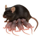 העברה אנכית ולאחר הלידה של נגיף H5N1 - מודל בעכברים