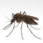 התרחבות פעילות יתושים נושאי נגיפי FLAVI בישראל