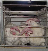 גידול והחזקת מטילות תקנות צער בעלי חיים - טיוטה