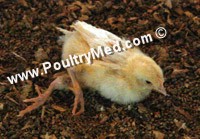 דלקת מח נגיפית עופות בפרגיות