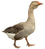 כבד אווז בישראל: יורחב לכדי איסור יבוא או תאושר הלעטת האווזים ?