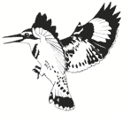 הונג קונג: אנפה נמצאה חיובית לנגיף שפעת העופות